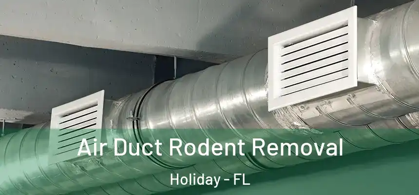 Air Duct Rodent Removal Holiday - FL