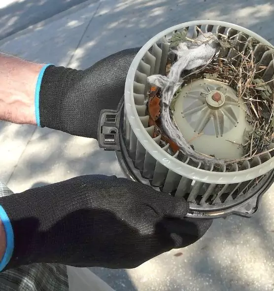 About Air Duct Mice Removal in Holiday, FL